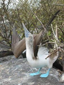 450px-Blue_footed_booby_courtship_display