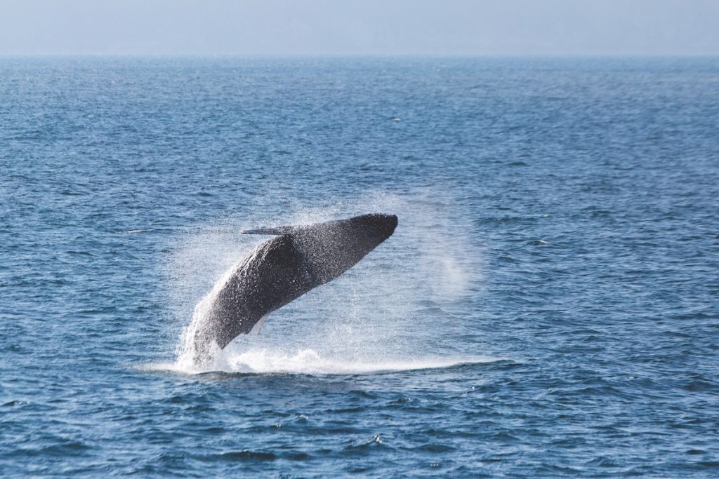Whale-watching voyages with Silversea