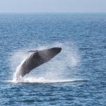 Whale-watching voyages with Silversea