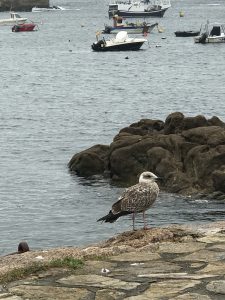 A Galician seagull