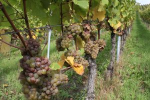 The riesling vines of Kroev