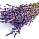 Lavender for essential oils