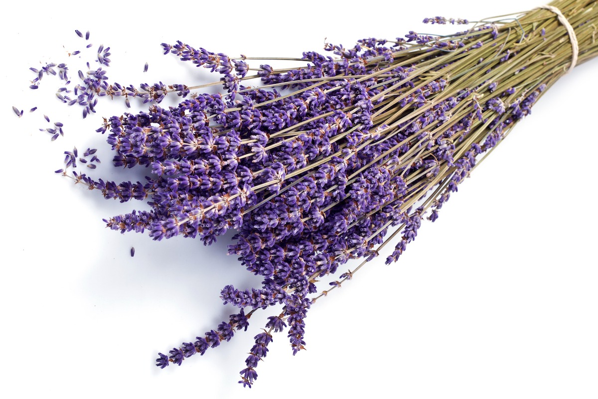 Lavender for essential oils