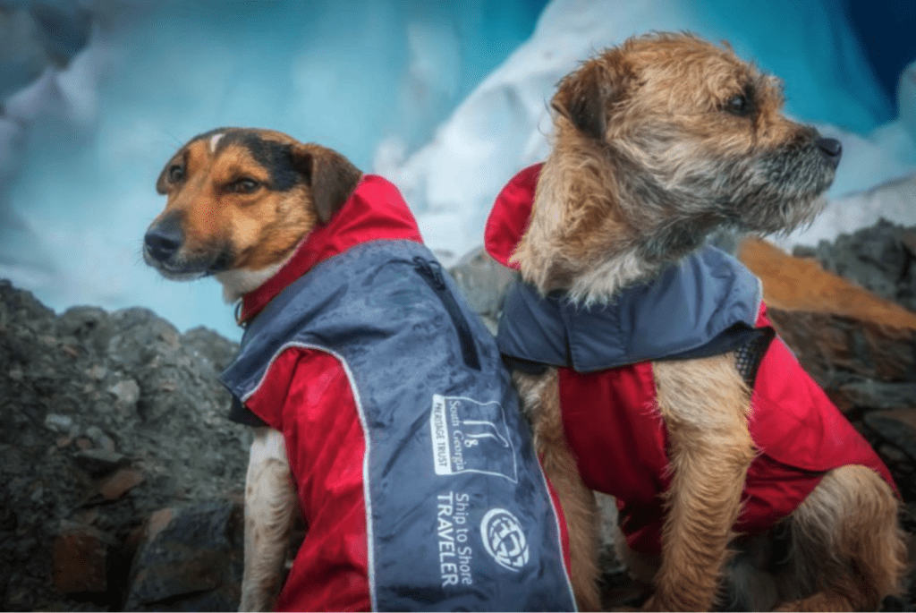 Rat detection dogs Will and Ahu, photographed in their Ship to Shore Traveler jackets while working on the South Georgia Heritage Trust’s Rat Eradication Project at Cheapman Bay in South Georgia, Antarctica