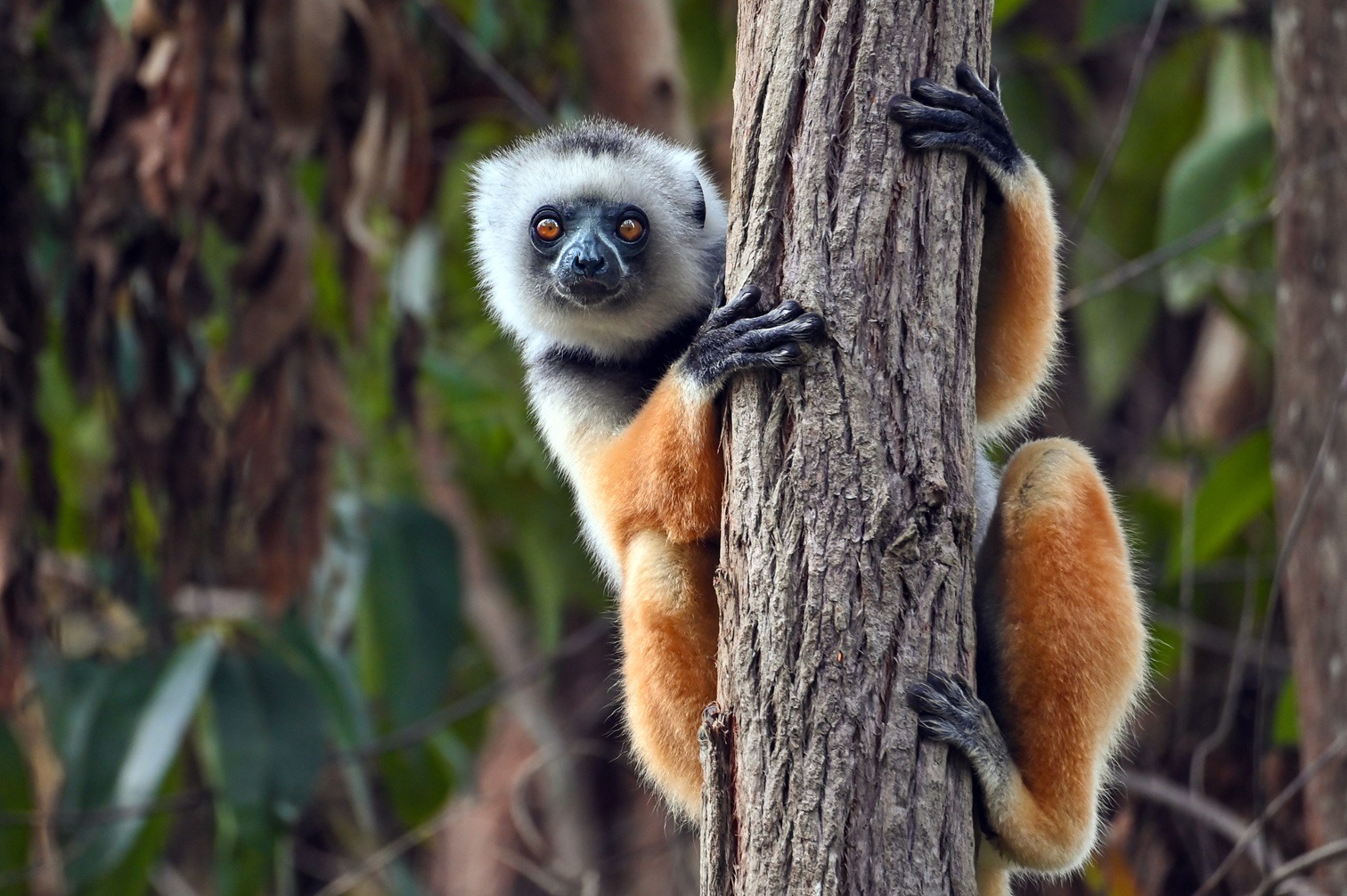 A diademed sifaka lemur peers out curiously from a Madagascar forest. Photo: mirecca/stock.adobe.com