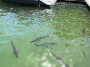 Large fish swim near a dock waiting to be fed.