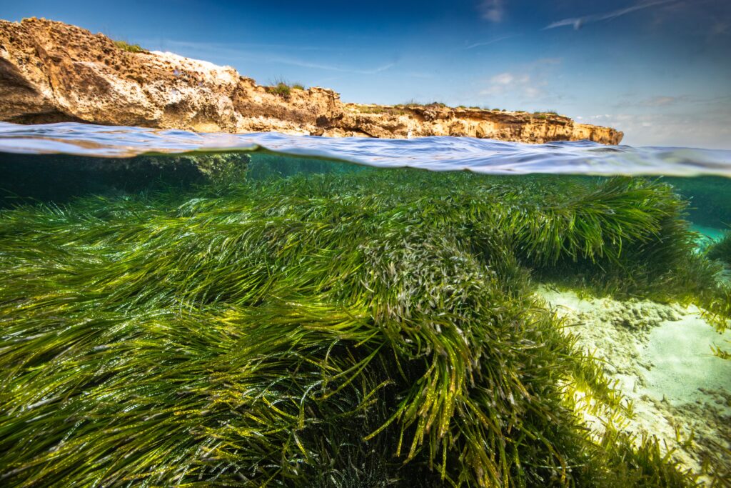 MSC Foundation Launches Seagrass Restoration Program