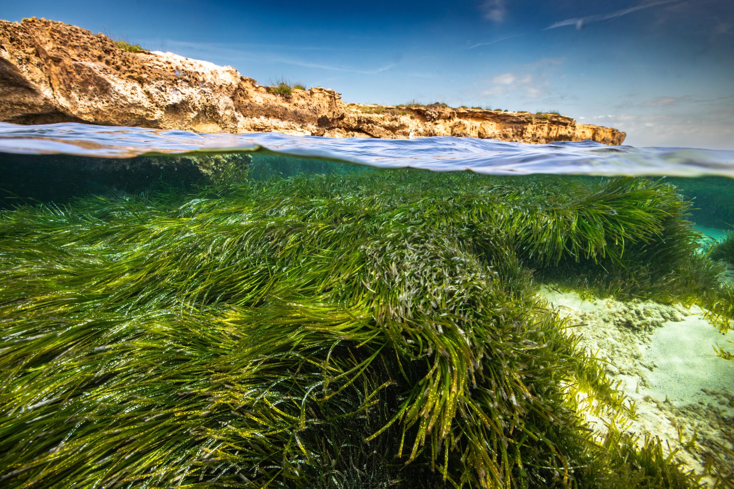 3 Seagrass around Formentera_credit Manu San Félix